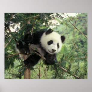 Poster Jeune panda géant grimpe à un arbre, vallée de Wol