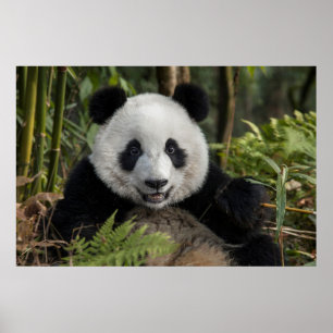 Poster Jeune panda heureux, Chine