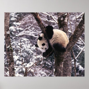 Poster Jeune panda jouant sur un arbre recouvert de neige