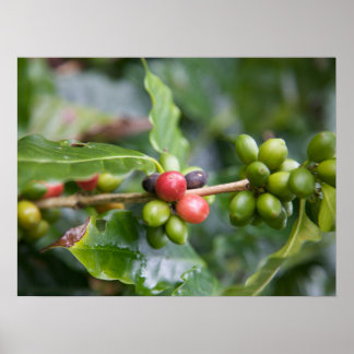 Poster Jeune plant de café