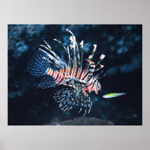 Poster Jeune poisson-lionne
