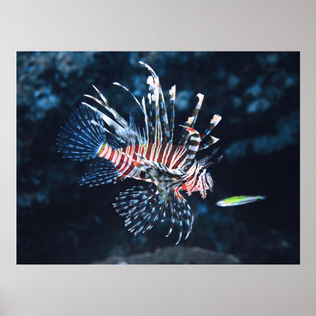 Poster Jeune poisson-lionne (Devant)