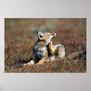 Poster Jeune Renard Gris à Torres Del Paine National Park