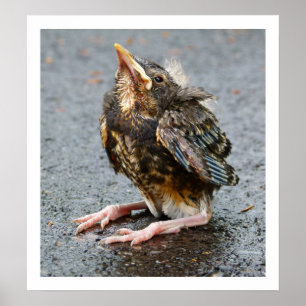 Poster Jeune Robin assis