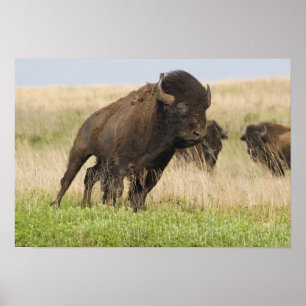 Poster Jeune taureau de bison fougueux à la Tallgrass
