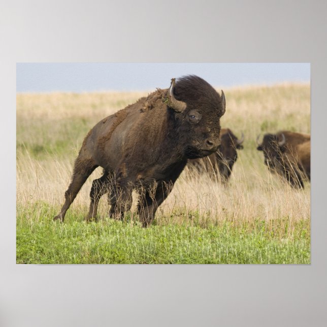 Poster Jeune taureau de bison fougueux à la Tallgrass (Devant)