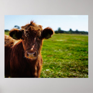 Poster Jeune vache Brown en champ de pâturage