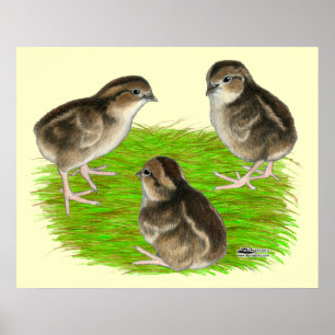 Poster Jeunes cailles de Bobwhite