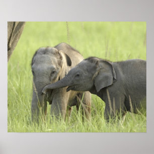 Poster Jeunes éléphants d'Inde / d'Asie