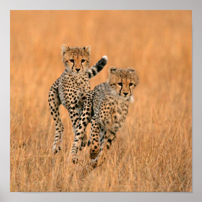 Poster Jeunes guépards (Acinonyx Jubatus) en course (Devant)