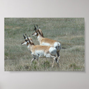 Poster Jeunes mâles d'antilope pronghorn A27