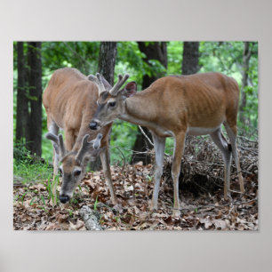 Poster Jeunes mâles de cerf de Virginie en velours
