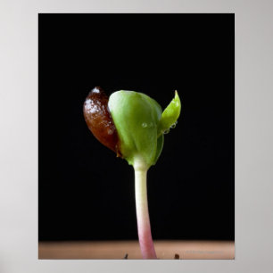 Poster Jeunes plantes d'Apple avec la coquille de graine