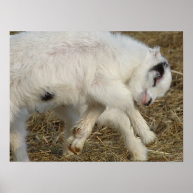 Poster Jeux Amigo (Devant)