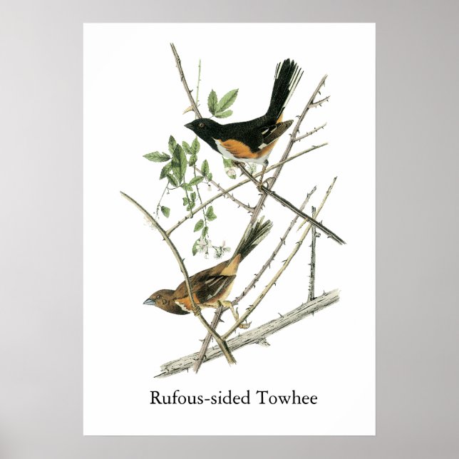 Poster John Audubon Towhee à demi-teintes (Devant)