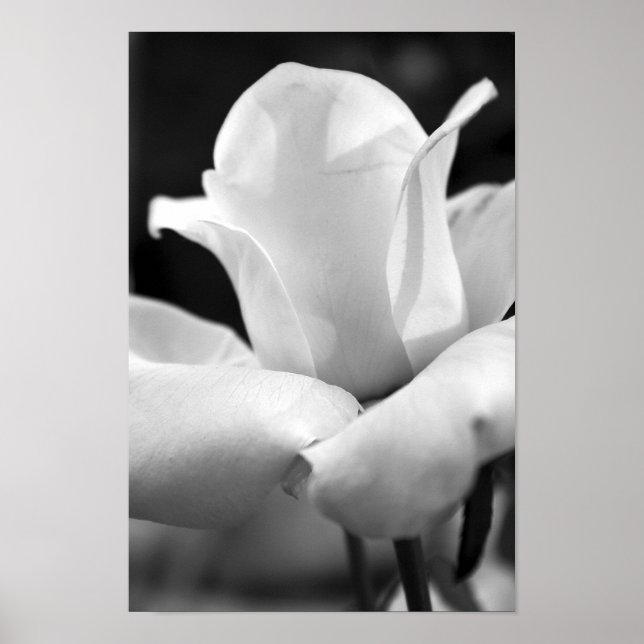 Poster John F. Kennedy Rose (Devant)