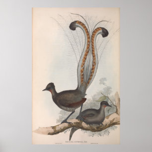 Poster John Gould Lyre Illustration d'oiseaux 1848