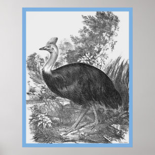 Poster John Gould's 'Birds Of Australia' ~ The Cassowary