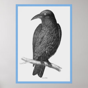 Poster John Gould's 'Birds Of Australia' ~ The Crow