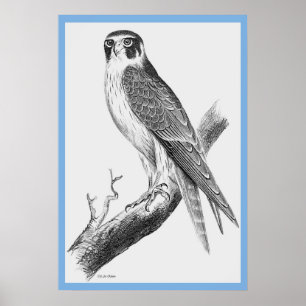 Poster John Gould's 'Birds Of Australia' ~ The Falconn