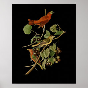 Poster John James Audubon ~ Oiseaux rouges d'été ~
