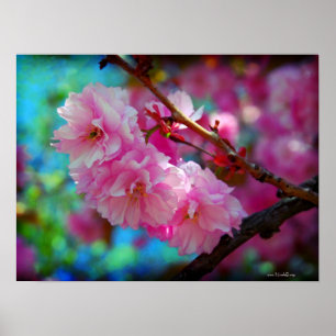 Poster Joies d'été - fleurs de cerisier roses