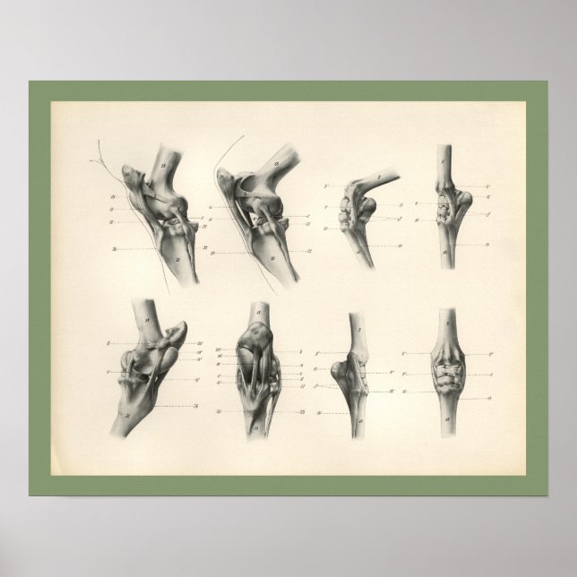 Poster Joints d'os de jambe de cheval Anatomie vétérinair (Devant)