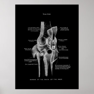 Poster Joints genou Anatomie Art