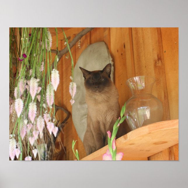 Poster Joli animal de chat siamois (Devant)