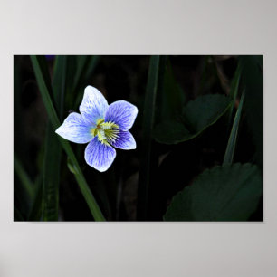 Poster Joli bleu violet Fleur sauvage dans la nature Phot