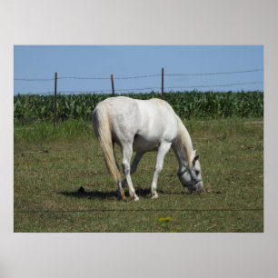 Poster Joli cheval blanc mangeant dans un champ à la ferm