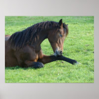 Joli Cheval Brown allongé dans l'herbe