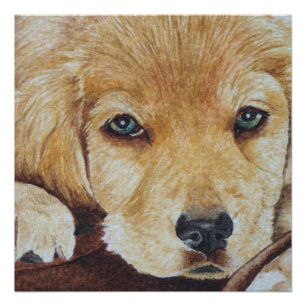 Poster joli chien de repérage doré portrait de chien