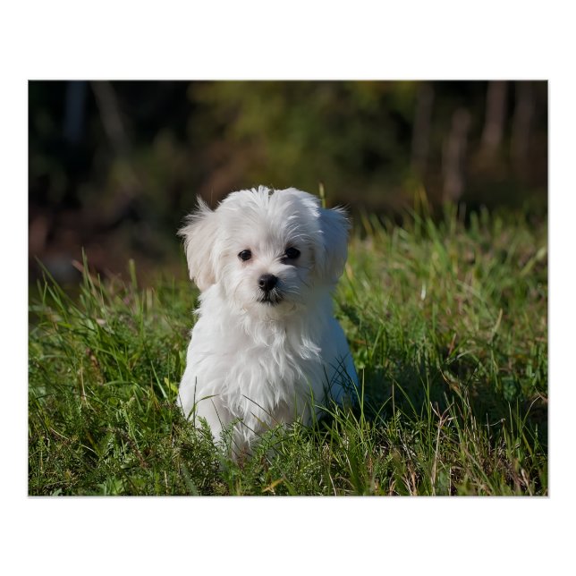Poster Joli chiot blanc (Devant)