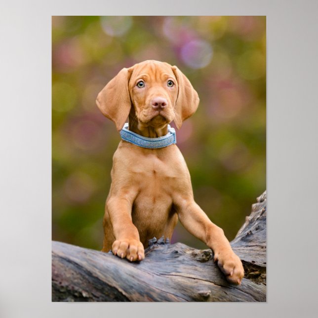 Poster Joli chiot hongrois Vizsla Chien Chien Photo _. (Devant)