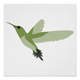 Poster Joli colibri vert