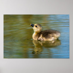 Poster Joli gosling sur étang