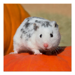 Poster Joli Hamster syrien blanc noir tacheté drôle anima