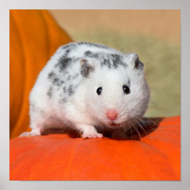 Poster Joli Hamster syrien blanc noir tacheté drôle anima (Devant)
