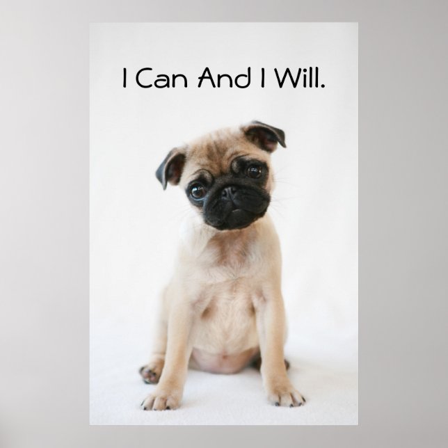 Poster Joli jeune chien Carlin (Devant)