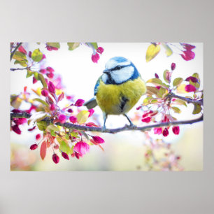 Poster Joli oiseau bleu et jaune sur une branche Photogra
