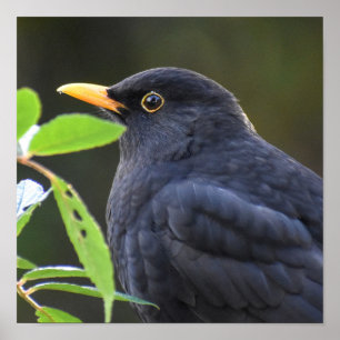 Poster Joli oiseau noir