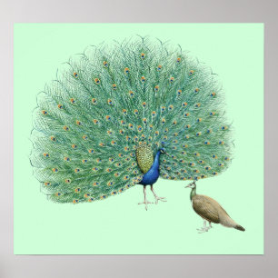 Poster Joli Peacock
