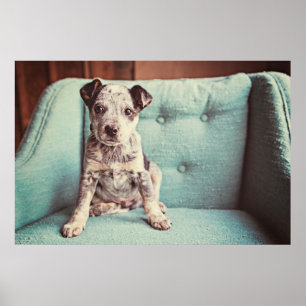 Poster Joli Petit Chiot Sur Chaise Turquoise