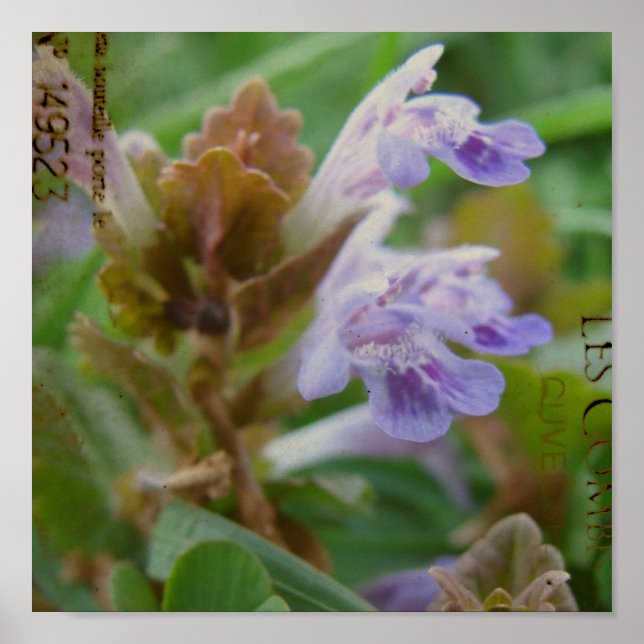 Poster Joli Petit Henbit (Devant)