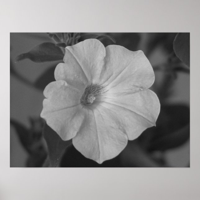 Poster Joli Petunia pourpre (Devant)