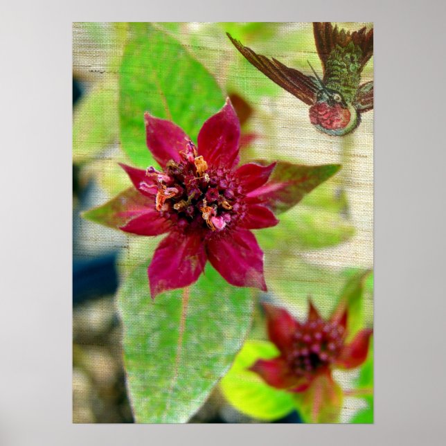 Poster Joli Plante 2 (Devant)