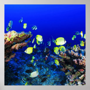 Poster Joli Poisson Et Corail Reef