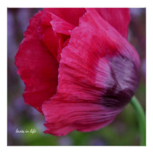 Joli Poppy rose et violet