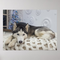 Joli Portrait de Chien Husky Cute